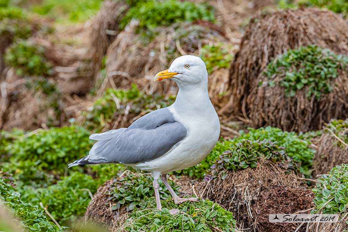 Larus argentatus - Gabbiano reale nordico - European Herring Gull