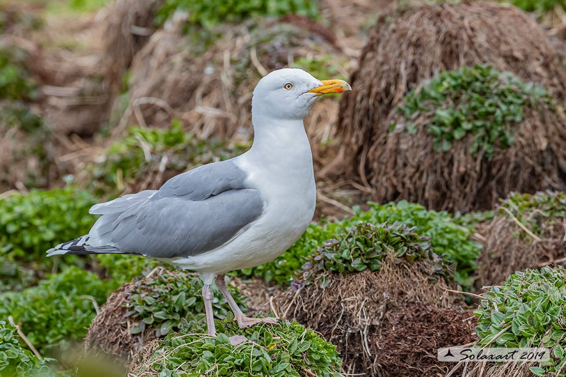 Larus argentatus - Gabbiano reale nordico - European Herring Gull