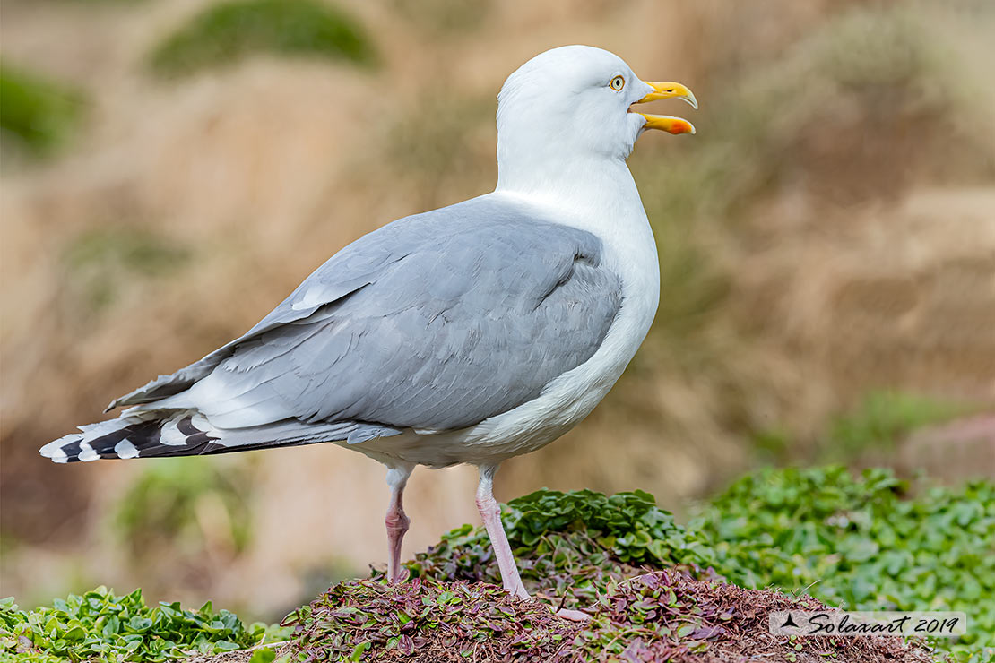 Larus fuscus: Gabbiano zafferano; Lesser black-backed gull
