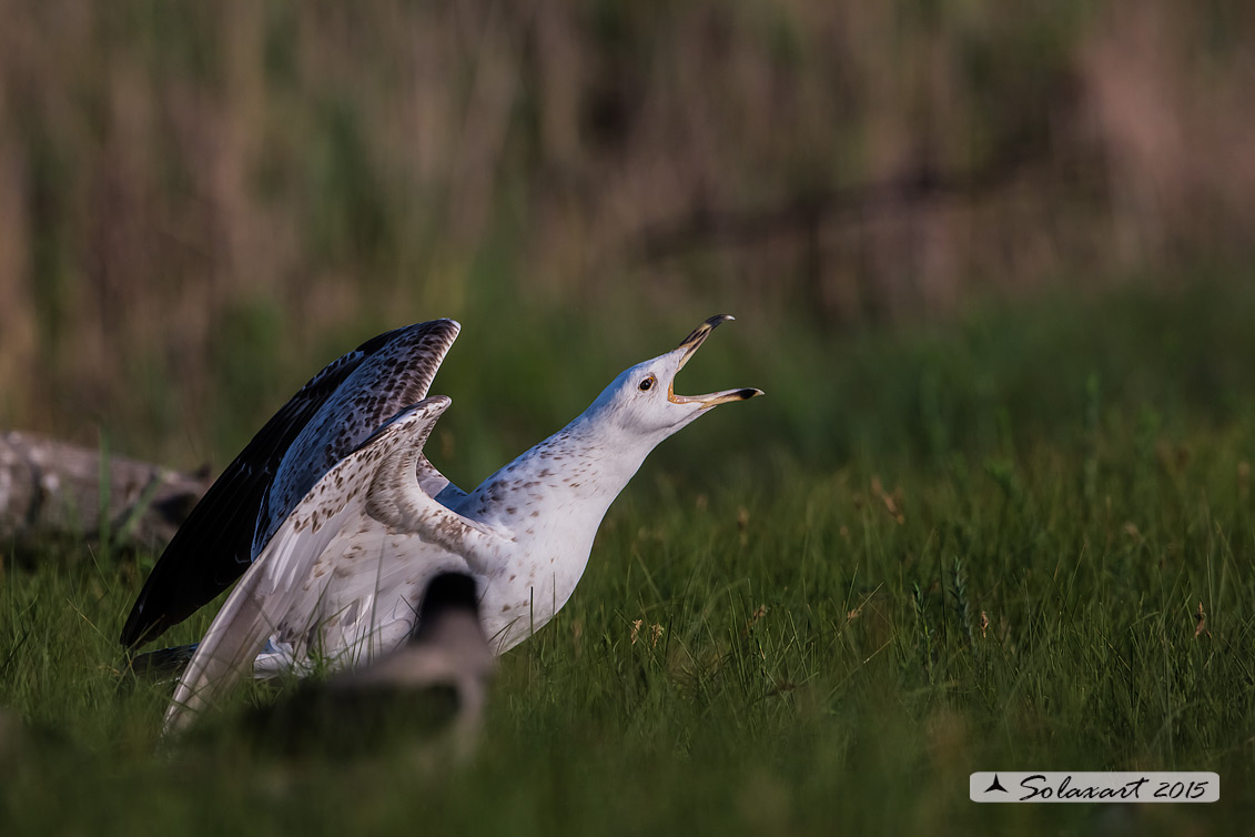 Larus cachinnans:   Gabbiano reale pontico;   Caspian gull