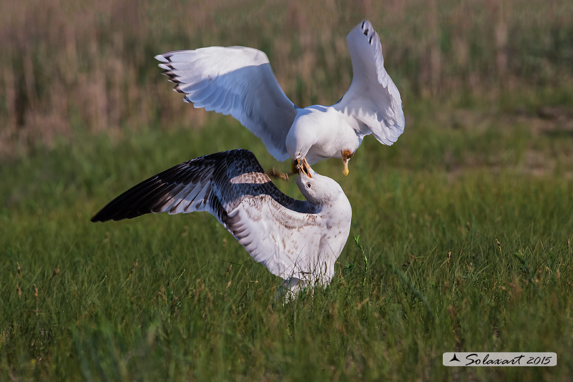 Larus cachinnans:   Gabbiano reale pontico;   Caspian gull