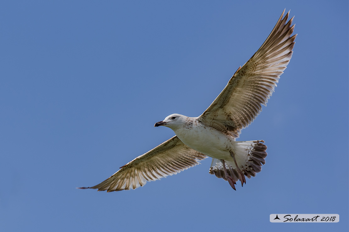 Larus cachinnans:   Gabbiano reale pontico;   Caspian gull
