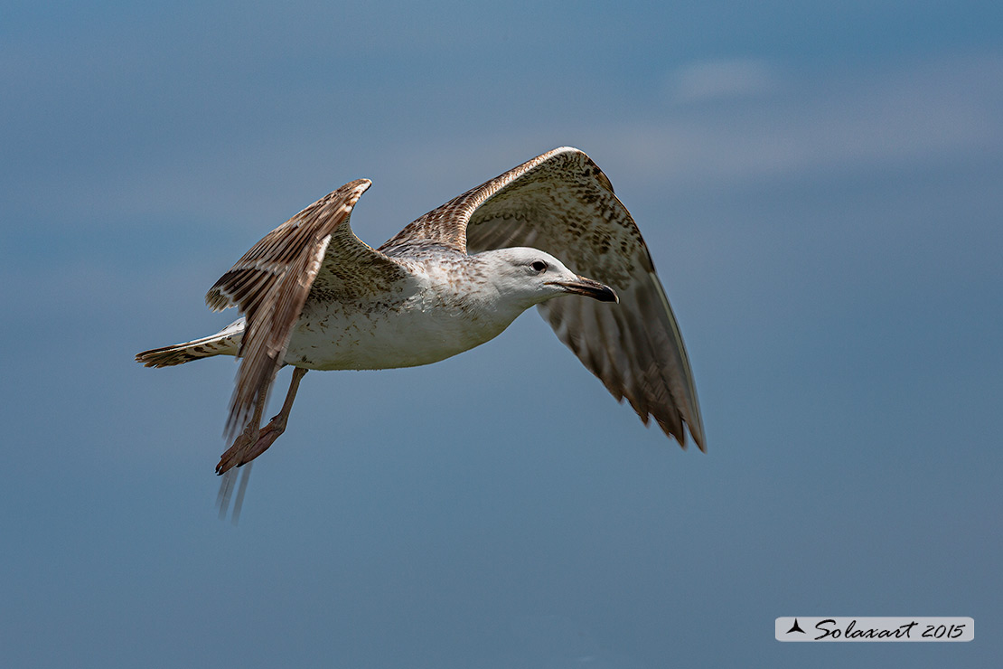 Larus cachinnans: Gabbiano reale pontico; Caspian gull