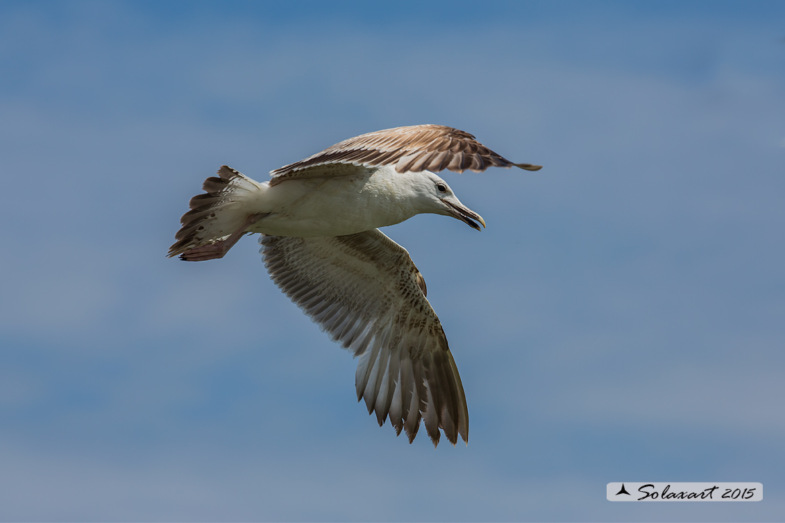 Larus cachinnans:   Gabbiano reale pontico;   Caspian gull