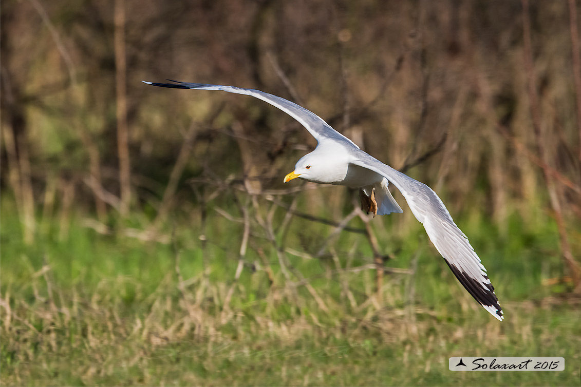 Larus cachinnans:   Gabbiano reale pontico;   Caspian gull