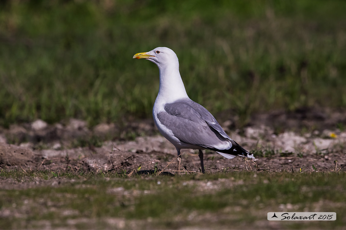 Larus cachinnans:   Gabbiano reale pontico;   Caspian gull