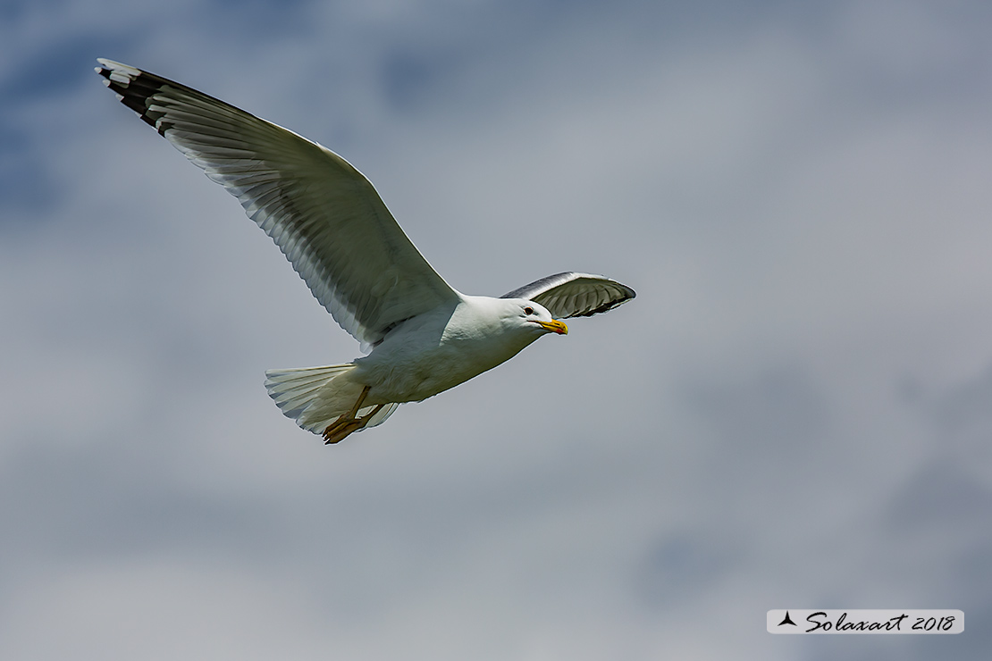 Larus cachinnans:   Gabbiano reale pontico;   Caspian gull