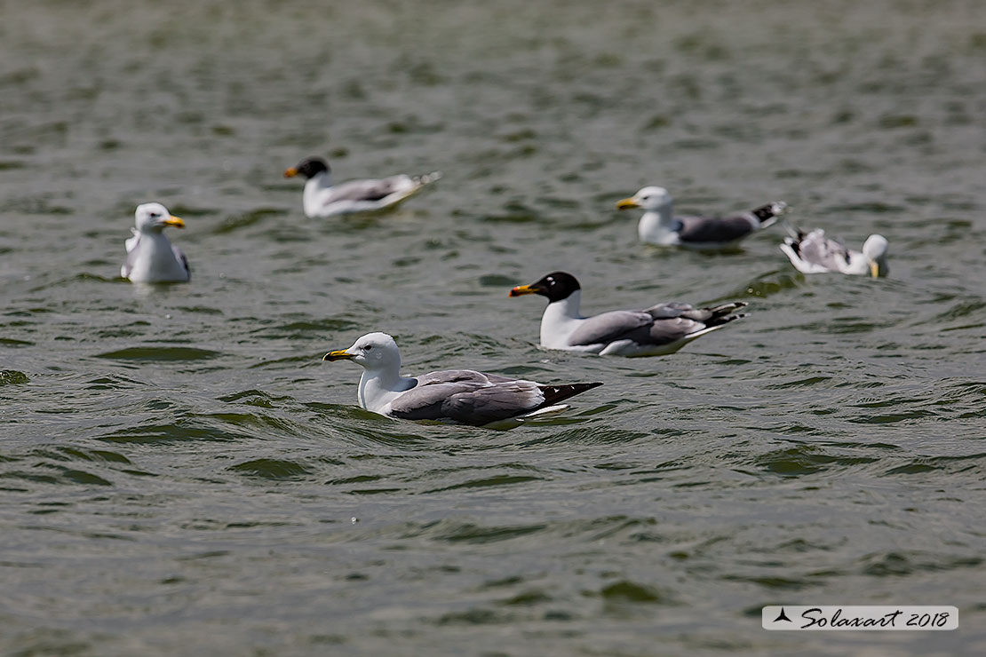 Larus cachinnans:   Gabbiano reale pontico;   Caspian gull