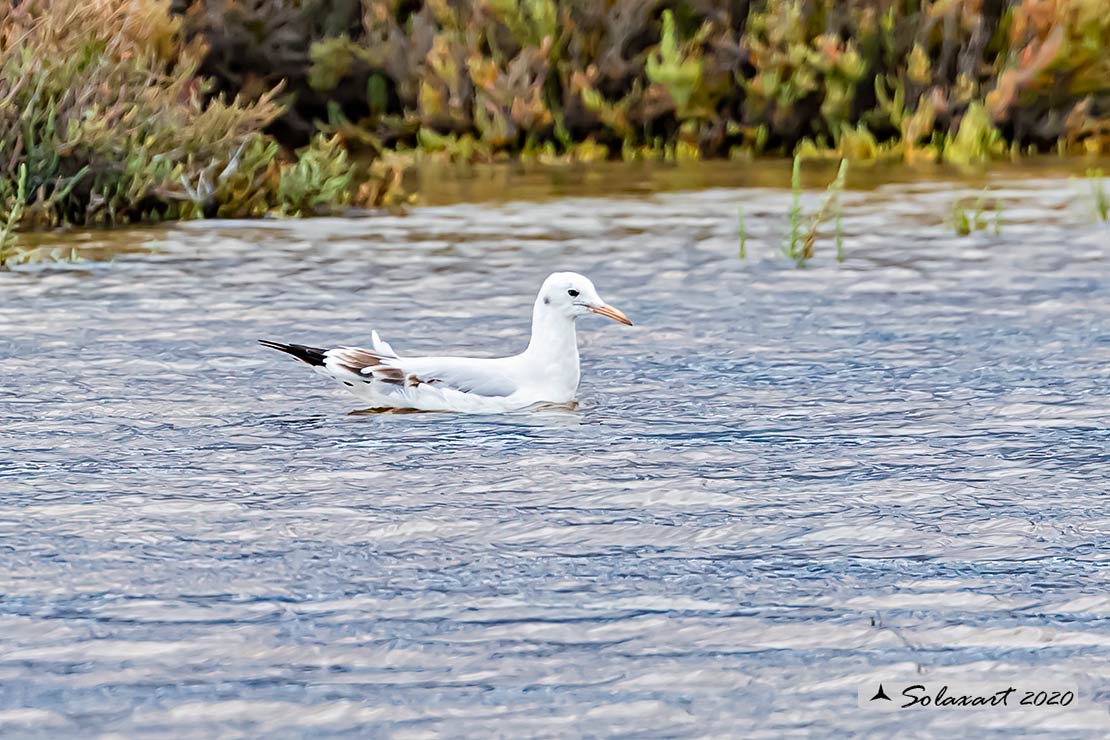 Chroicocephalus genei: Gabbiano roseo; Slender-billed Gull