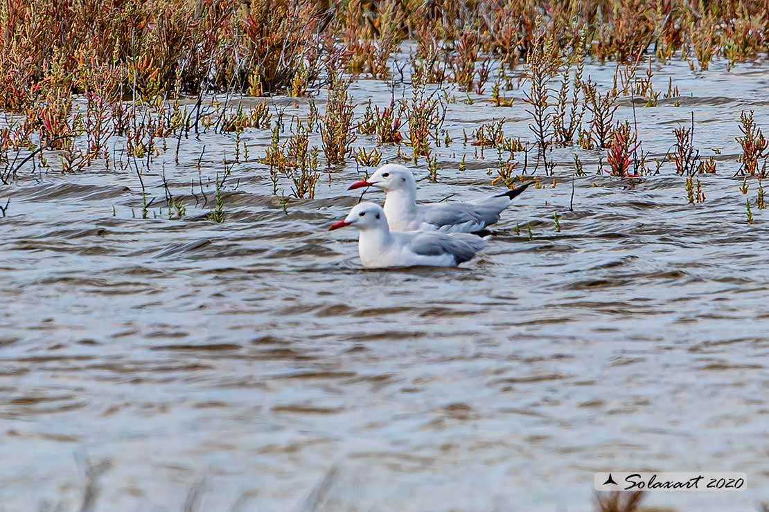 Chroicocephalus genei: Gabbiano roseo; Slender-billed Gull