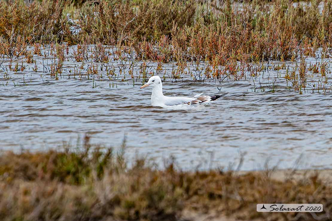 Chroicocephalus genei: Gabbiano roseo; Slender-billed Gull
