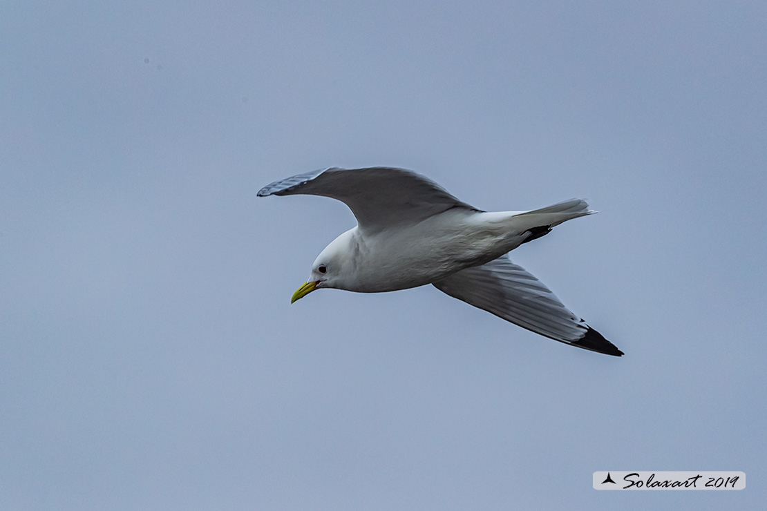 Rissa tridactyla - Gabbiano tridattilo - Black-legged kittiwake