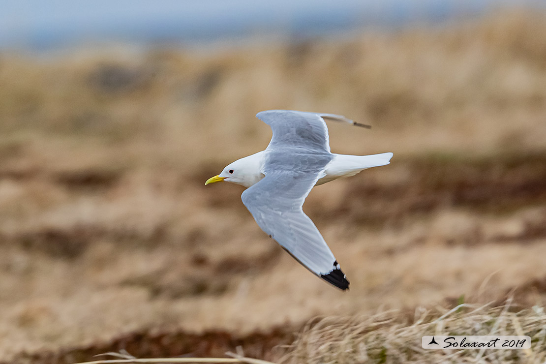 Rissa tridactyla - Gabbiano tridattilo - Black-legged kittiwake