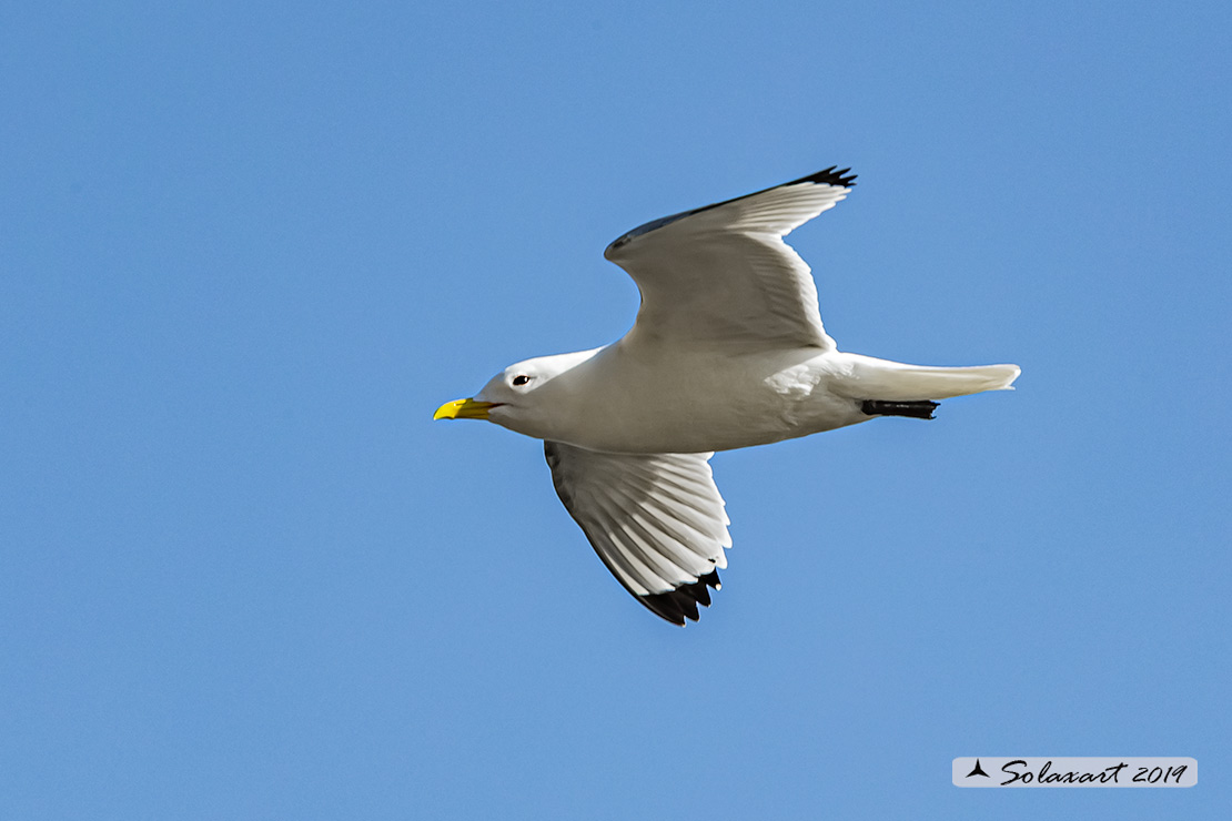 Rissa tridactyla - Gabbiano tridattilo - Black-legged kittiwake