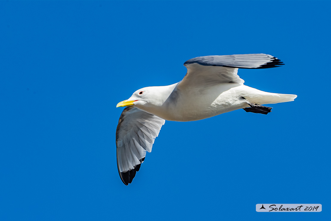 Rissa tridactyla - Gabbiano tridattilo - Black-legged kittiwake