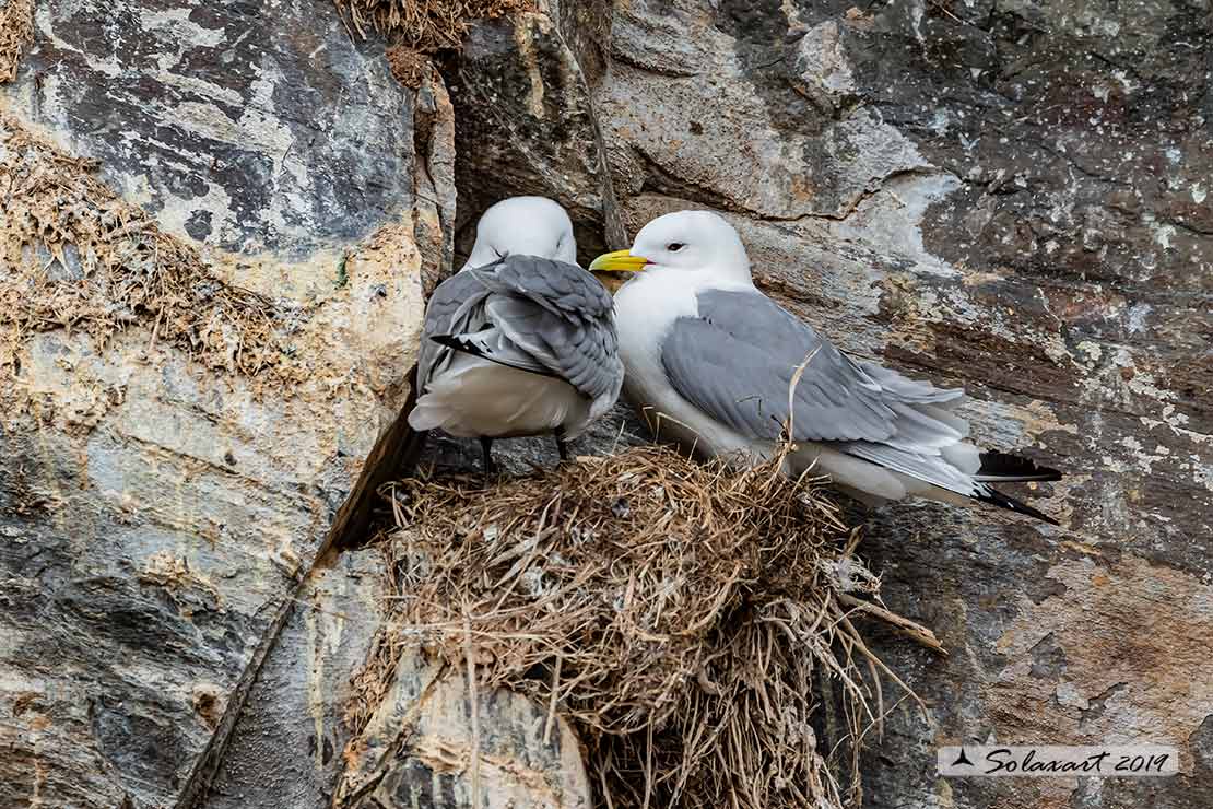 Rissa tridactyla - Gabbiano tridattilo - Black-legged kittiwake