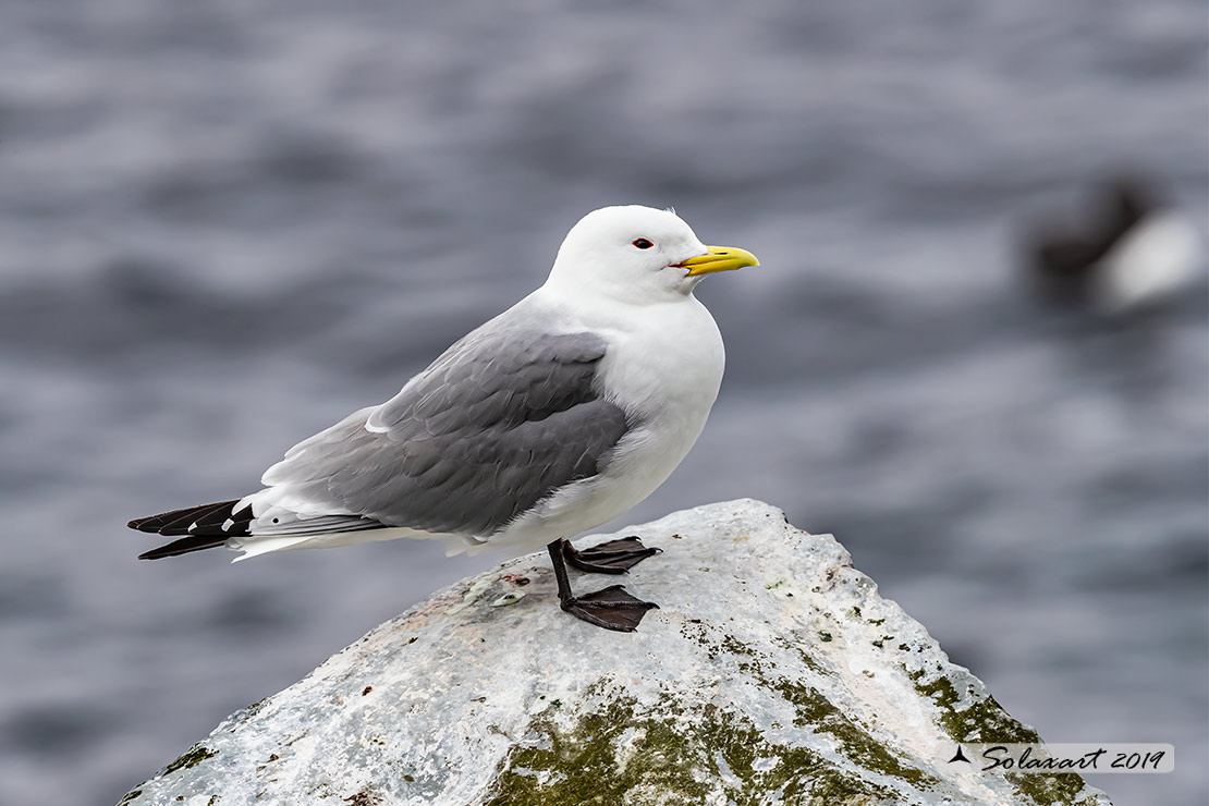 Rissa tridactyla - Gabbiano tridattilo - Black-legged kittiwake