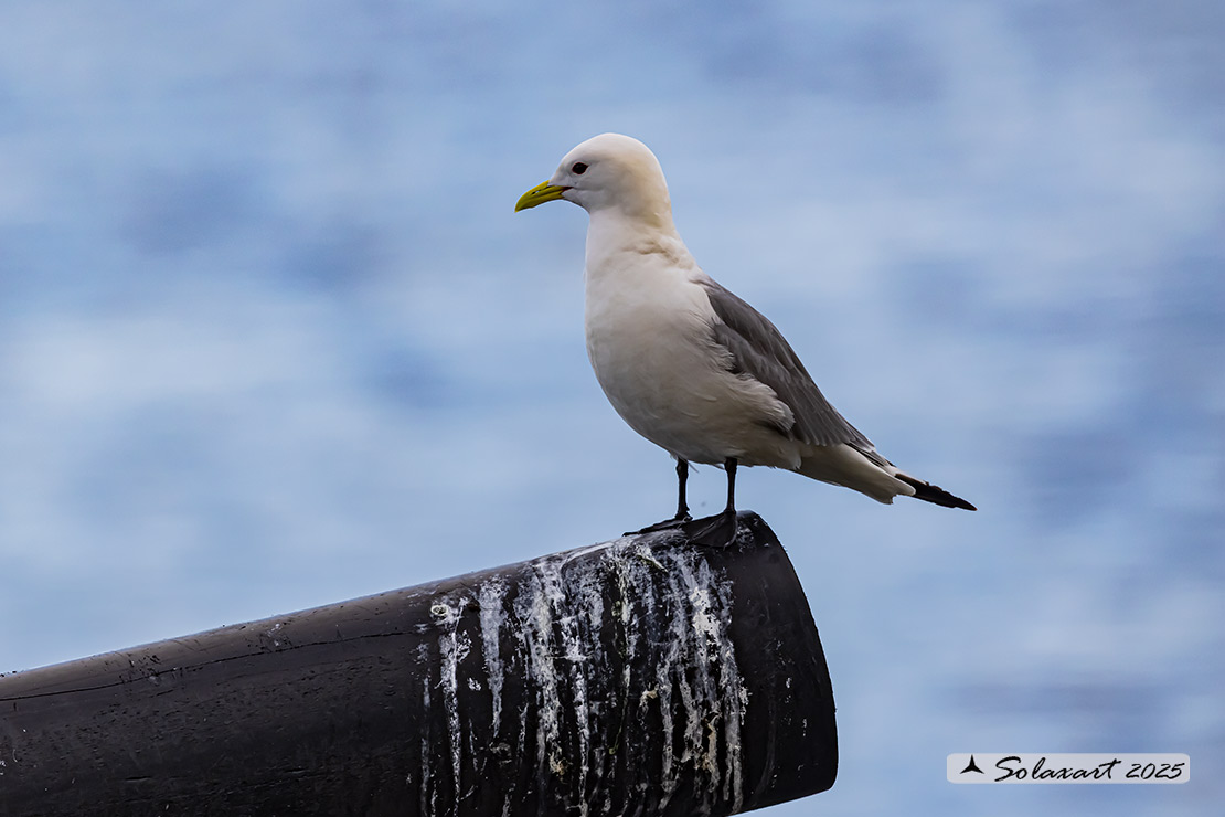 Rissa tridactyla - Gabbiano tridattilo - Black-legged kittiwake