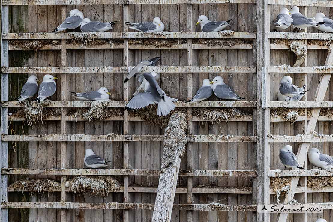 Rissa tridactyla - Gabbiano tridattilo - Black-legged kittiwake