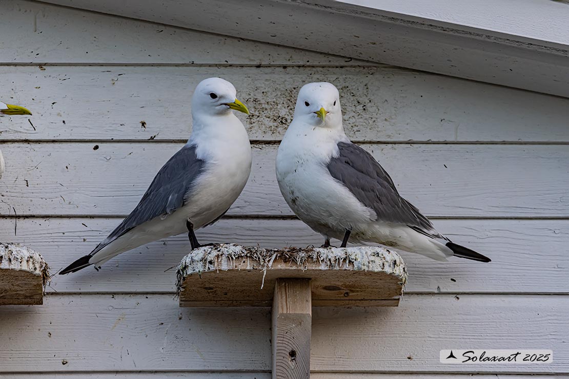 Rissa tridactyla - Gabbiano tridattilo - Black-legged kittiwake