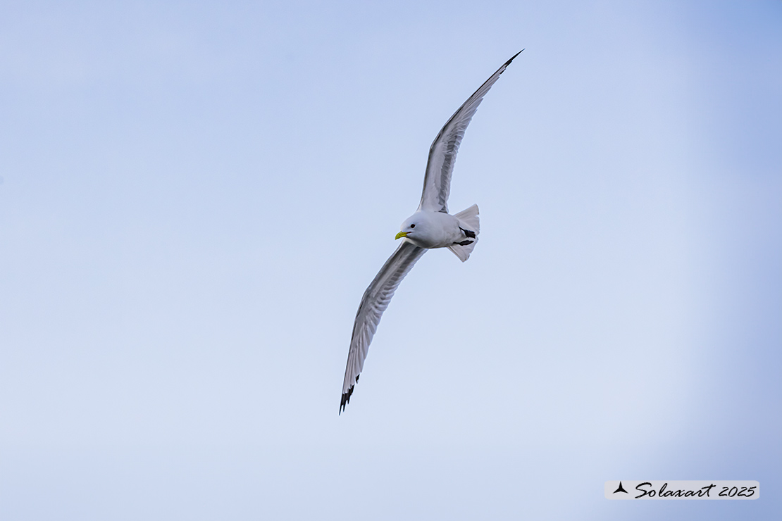 Rissa tridactyla - Gabbiano tridattilo - Black-legged kittiwake