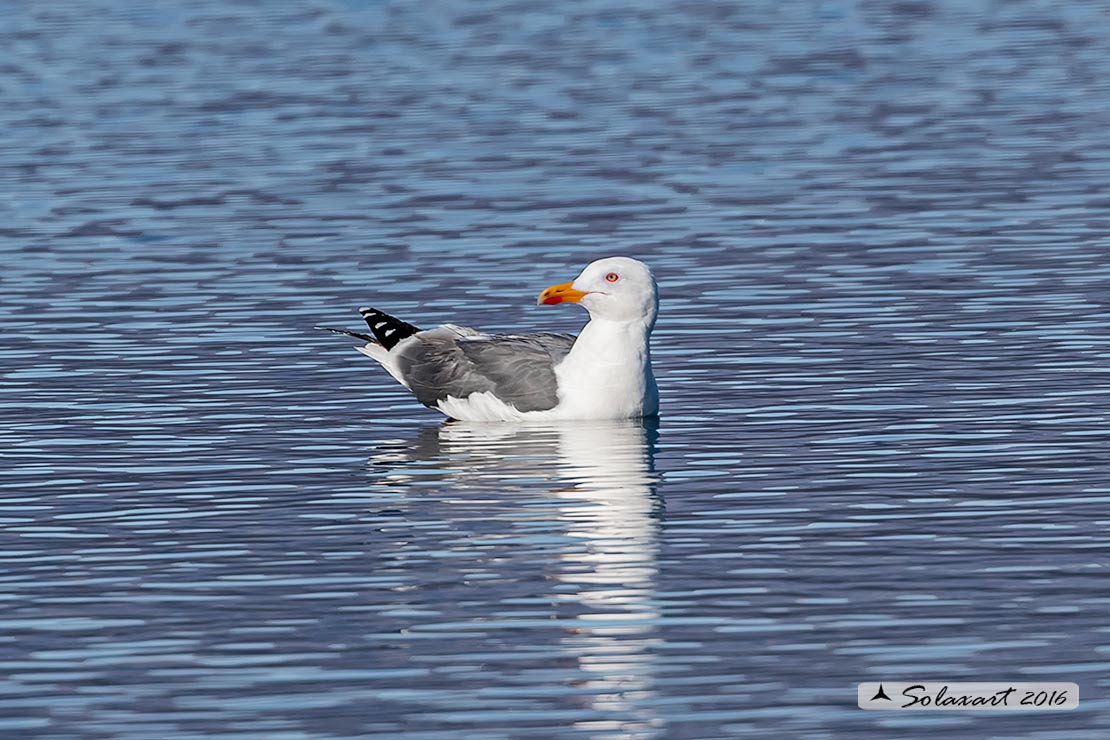 Larus fuscus: Gabbiano zafferano; Lesser black-backed gull