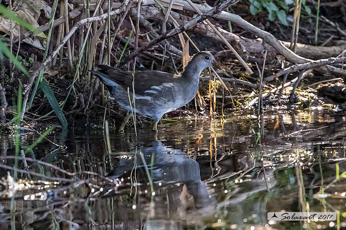 Gallinula chloropus iuvenis - gallinella d'acqua - common moorhen
