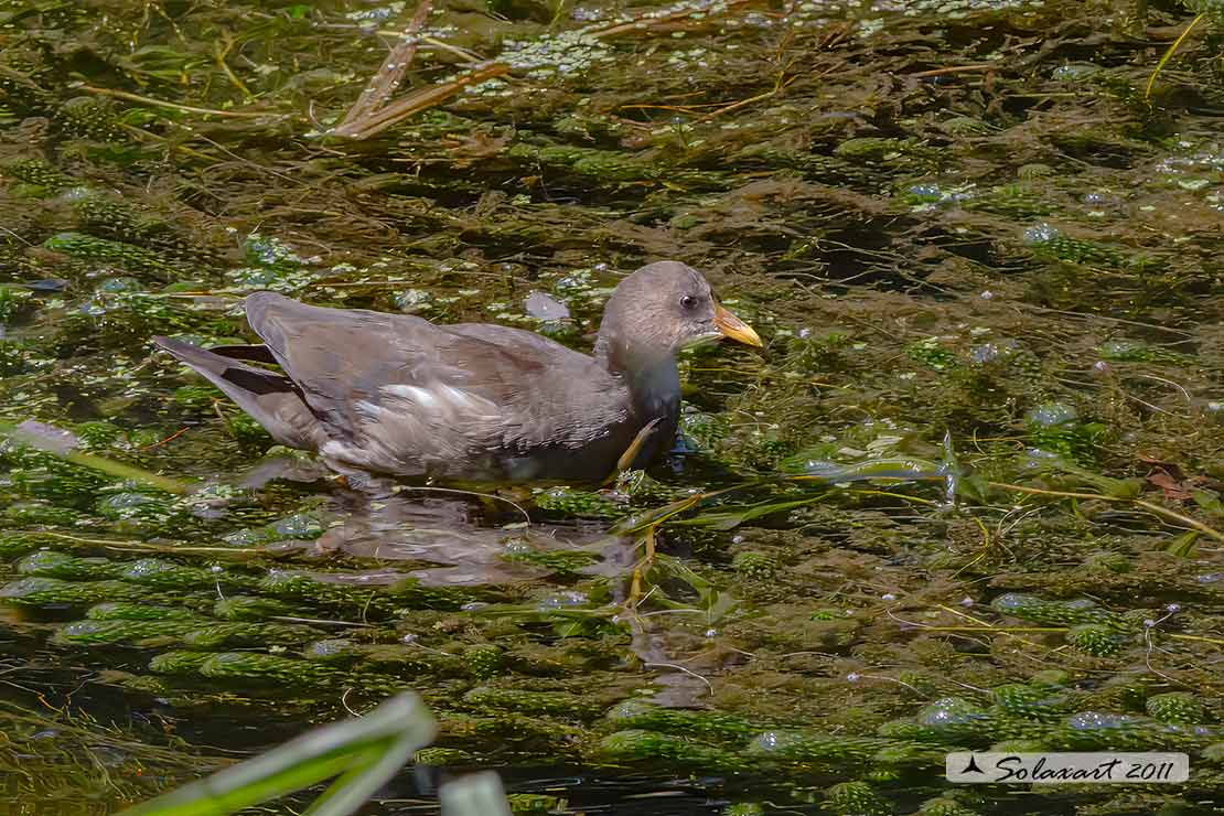 Gallinula chloropus iuvenis - gallinella d'acqua - common moorhen