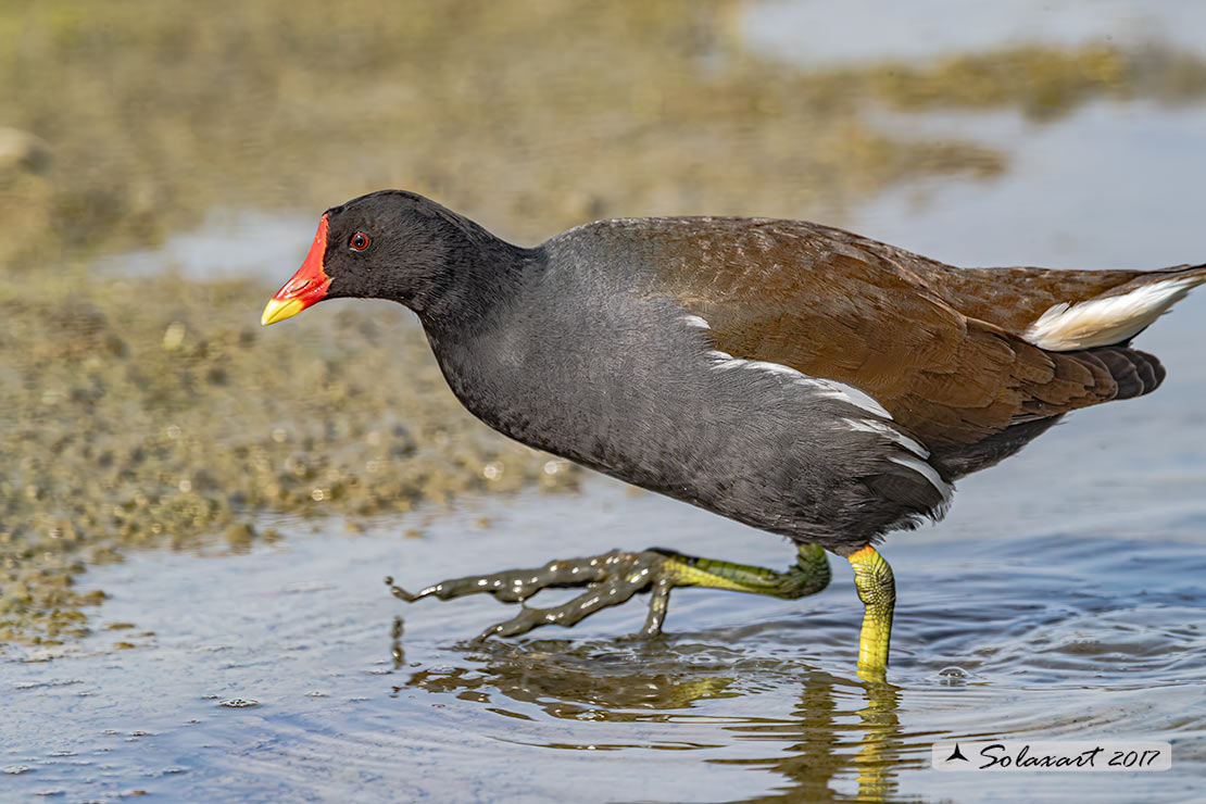 Gallinella d'acqua (Gallinula chloropus)