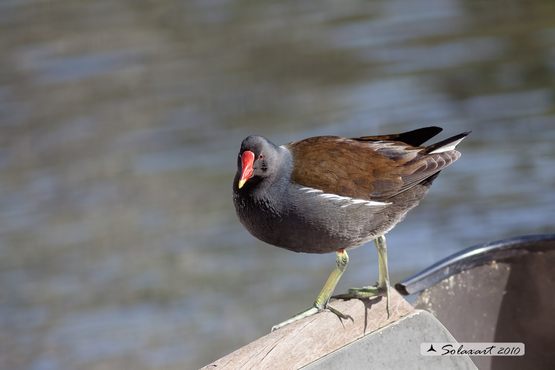 Gallinella d'acqua (Gallinula chloropus)