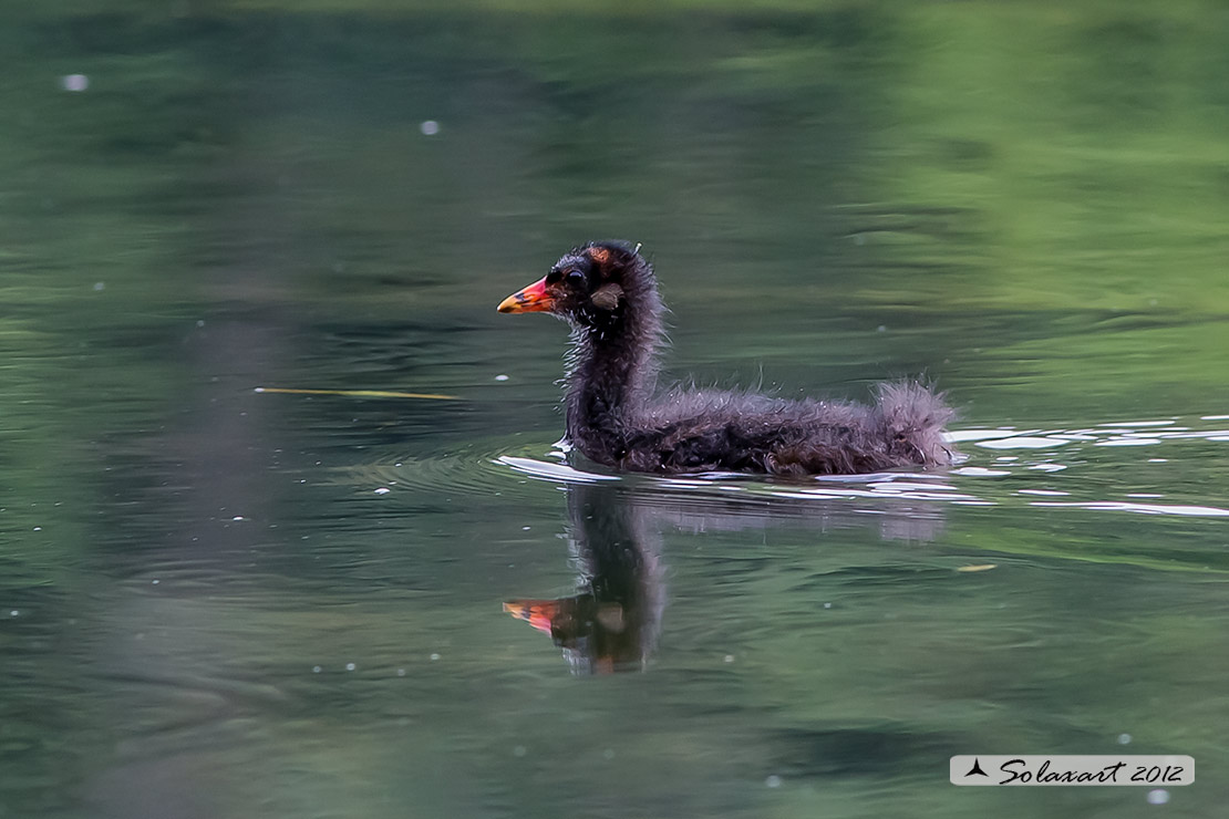 Gallinella d'acqua (Gallinula chloropus)