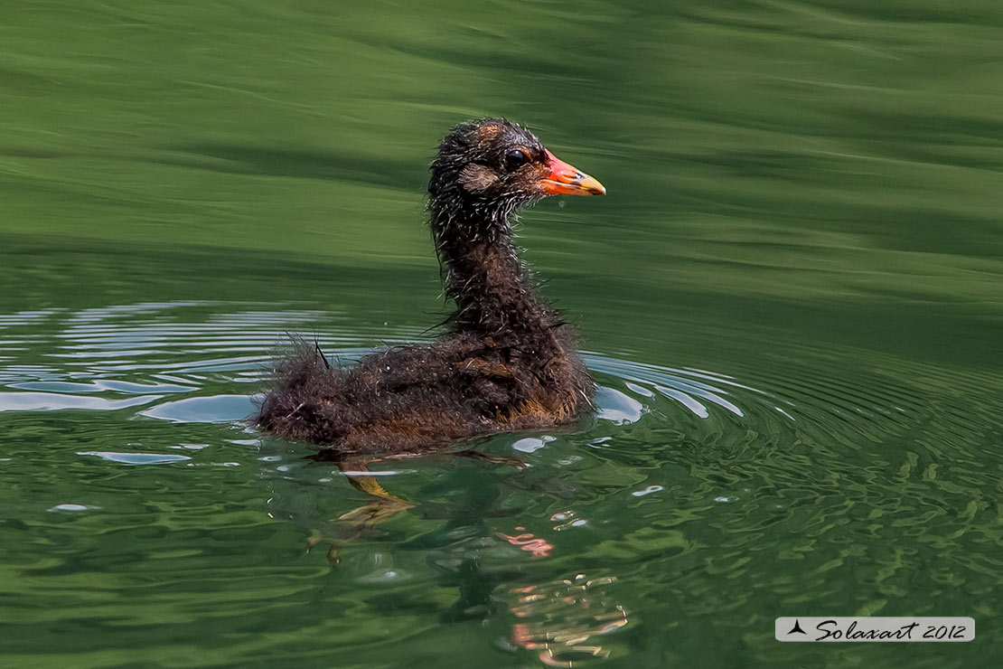 Gallinella d'acqua (Gallinula chloropus)