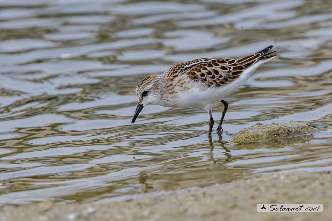 Calidris minuta : Gambecchio comune; Little stint