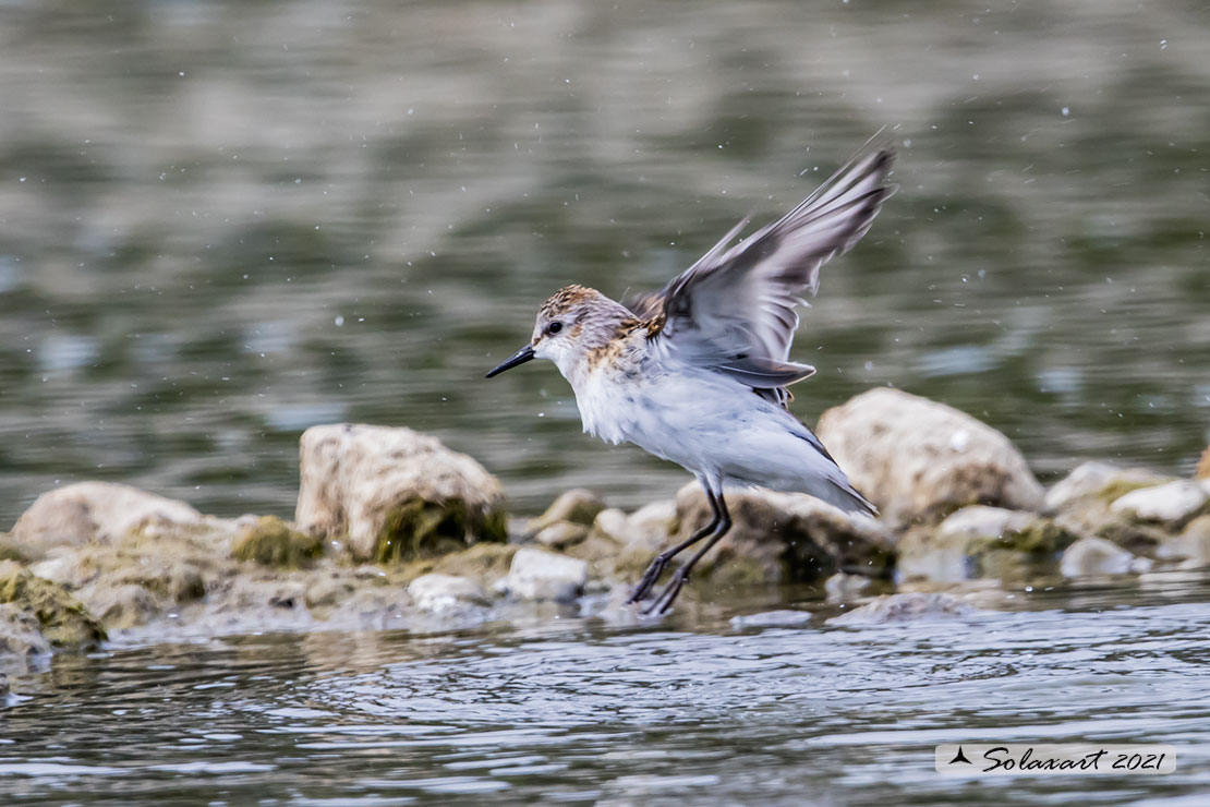 Calidris minuta : Gambecchio comune; Little stint
