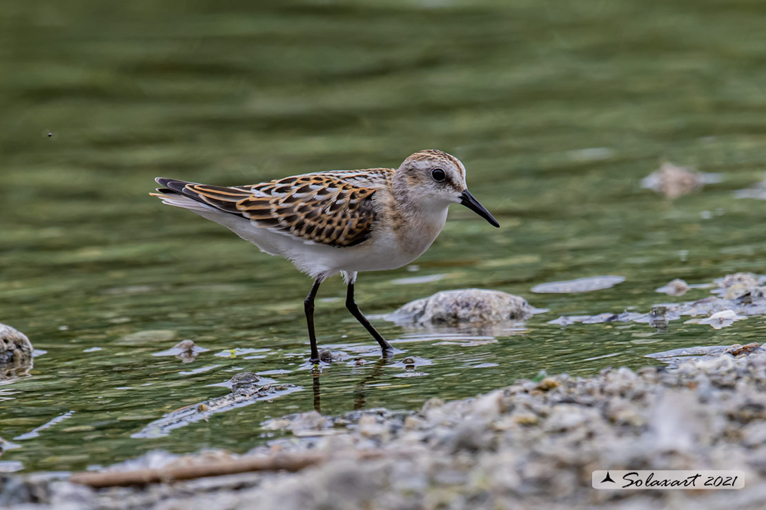 Calidris minuta : Gambecchio comune; Little stint