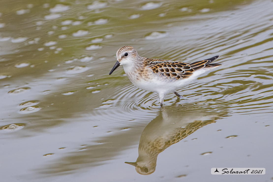 Calidris minuta : Gambecchio comune; Little stint