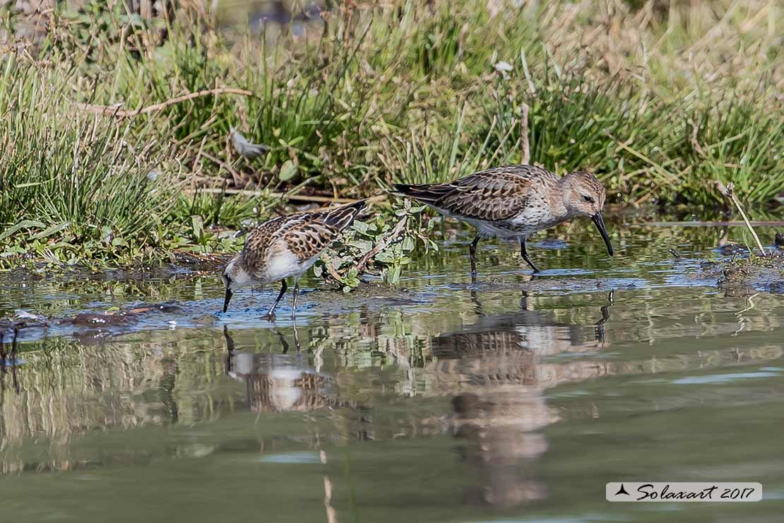 Calidris minuta : Gambecchio comune; Little stint