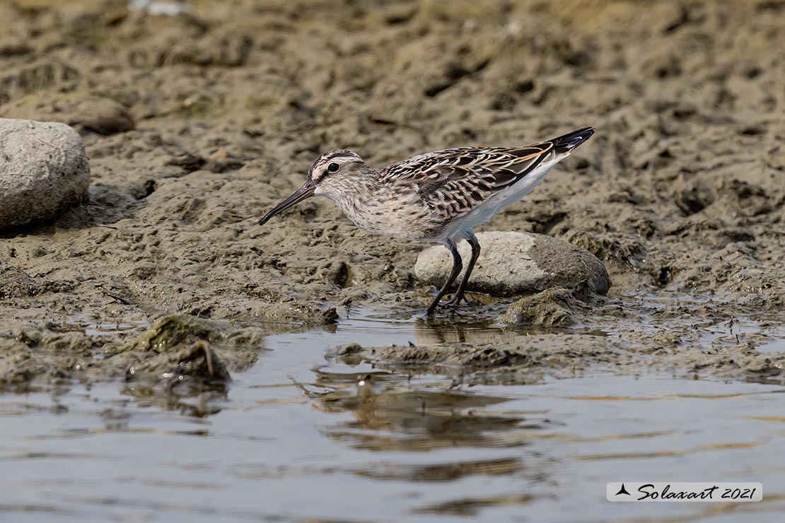 Calidris falcinellus: Gambecchio frullino ; Broad-billed Sandpiper