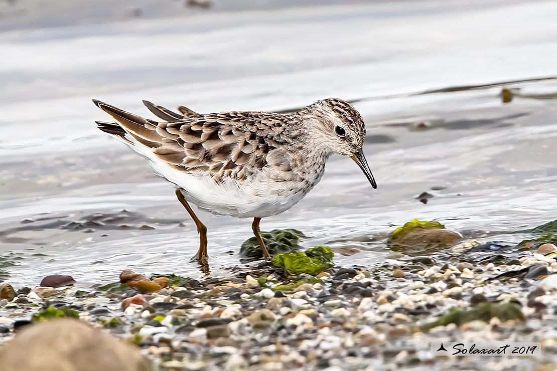 Calidris subminuta - Gambecchio minore - Long-toed stint