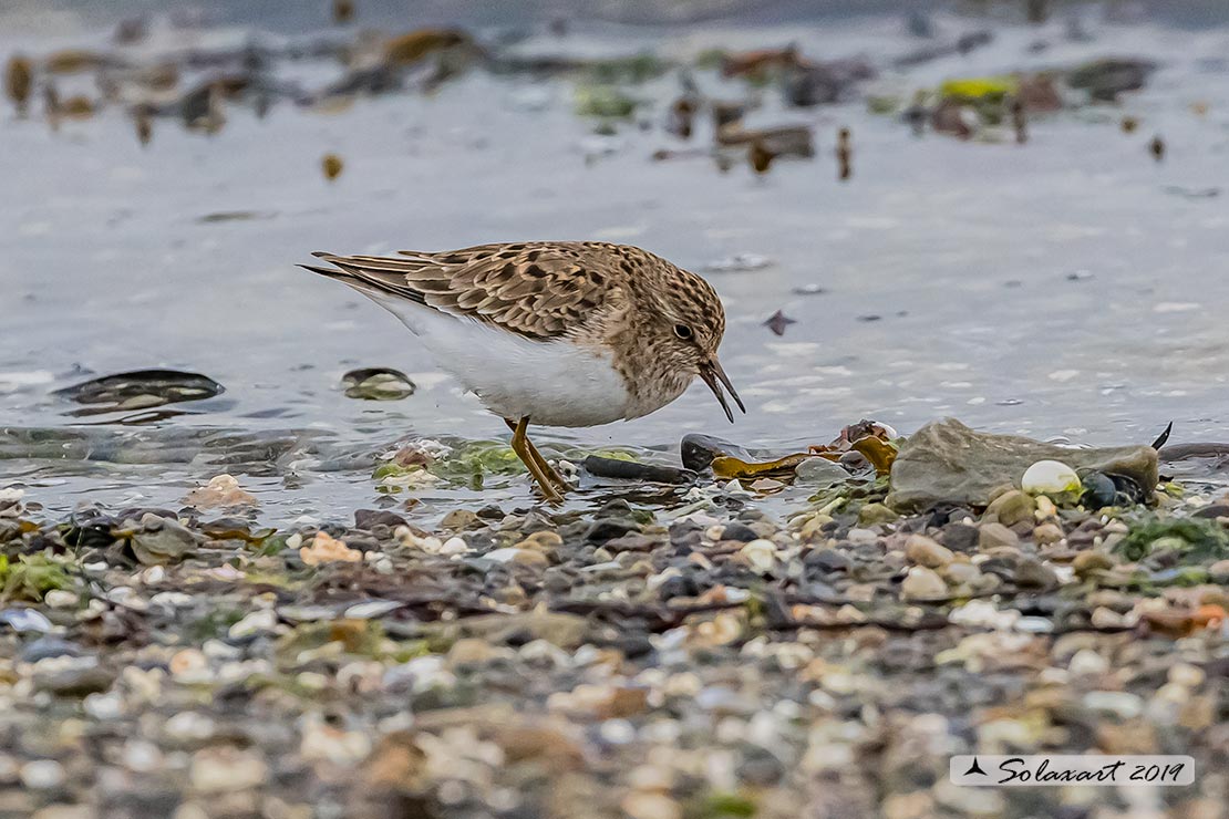 Calidris subminuta - Gambecchio nano - Long-toed stint