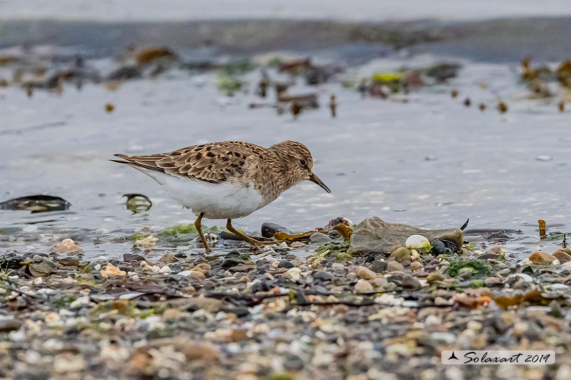 Calidris subminuta - Gambecchio nano - Long-toed stint