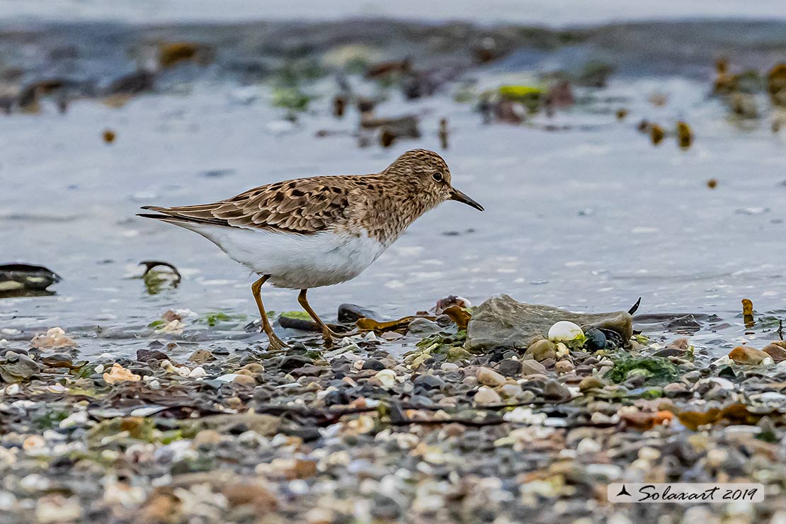 Calidris subminuta - Gambecchio nano - Long-toed stint