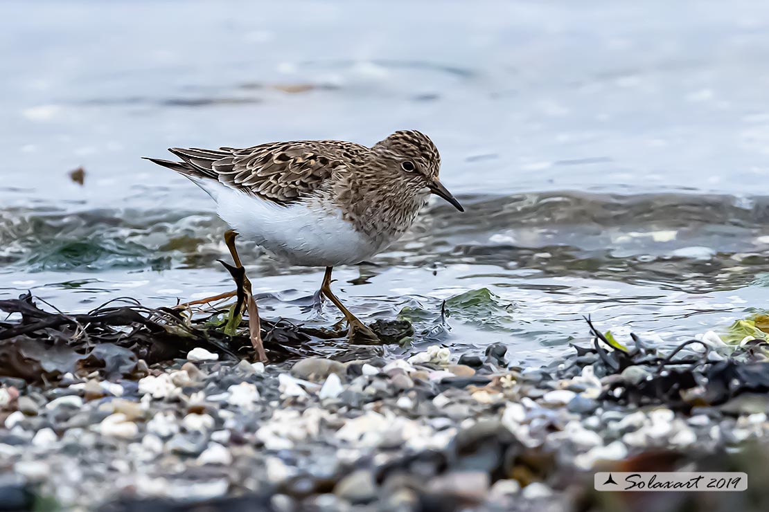 Calidris subminuta - Gambecchio nano - Long-toed stint