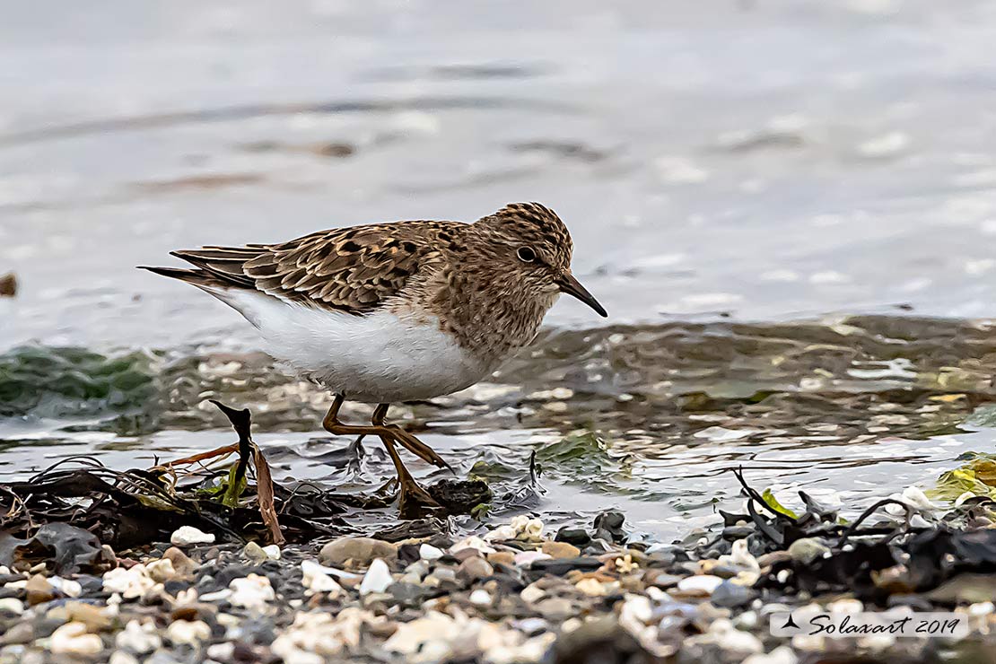 Calidris subminuta - Gambecchio nano - Long-toed stint