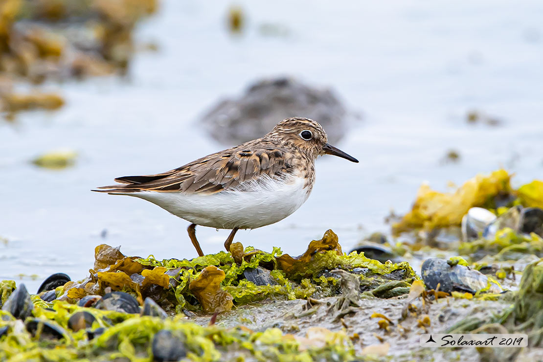 Calidris subminuta - Gambecchio nano - Long-toed stint