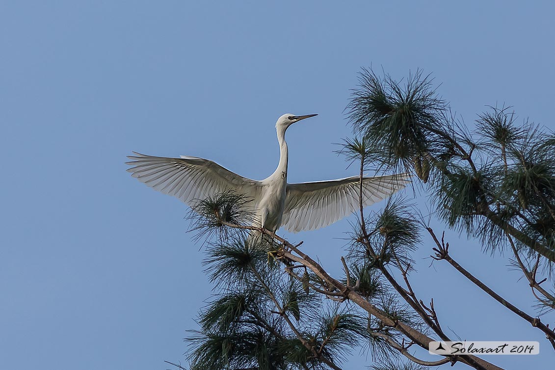 Egretta garzetta; Garzetta; Little Egret
