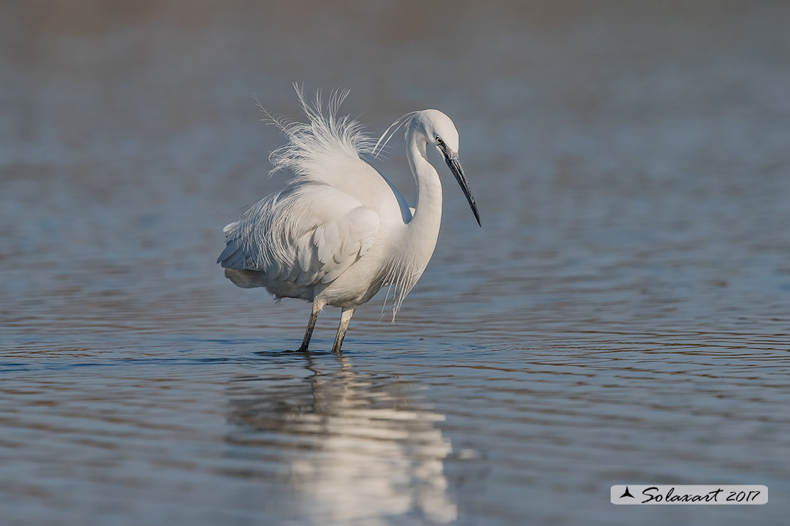 Egretta garzetta; Garzetta; Little Egret