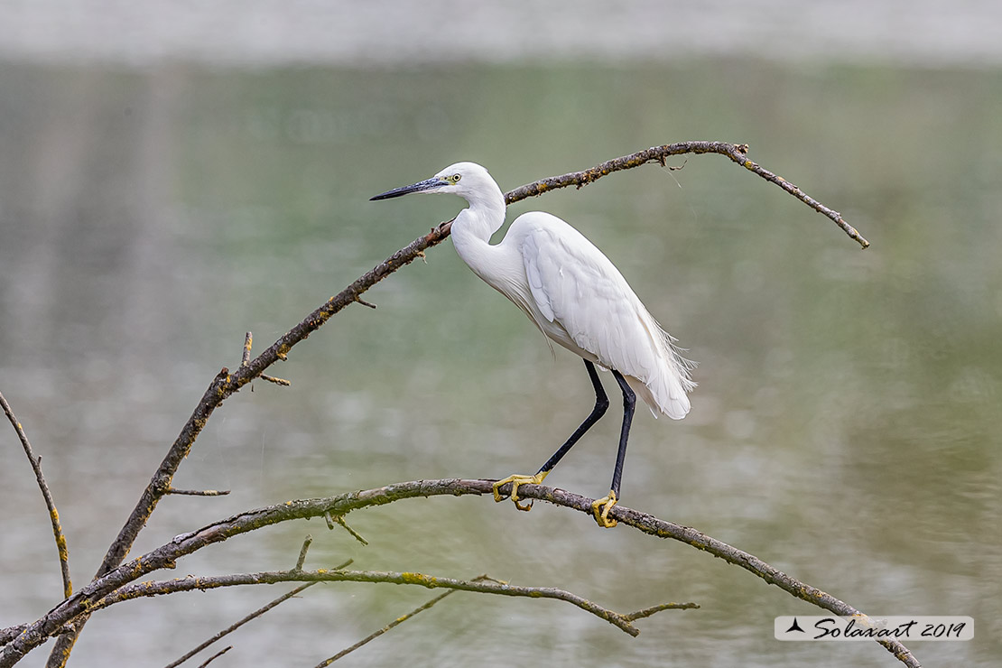 Egretta garzetta; Garzetta; Little Egret