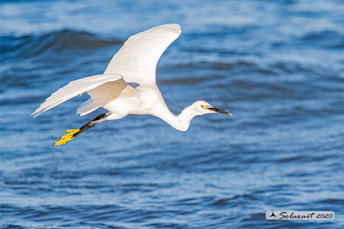 Egretta garzetta; Garzetta; Little Egret