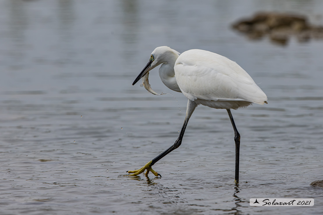 Egretta garzetta; Garzetta; Little Egret